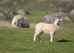 Sheep in Ireland