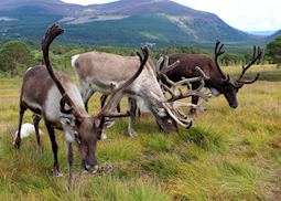 Reindeer in the Cairngorms