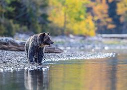 Grizzly bear, British Columbia