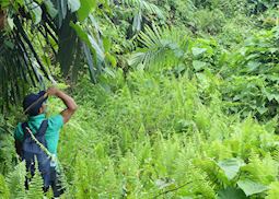 Trail from Kampong Melano to Tanjung Datu National Park, Borneo