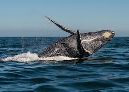 Breaching humpback, Victoria, British Columbia