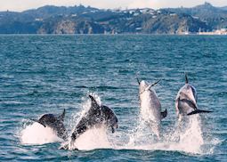 Dolphins in the Bay of Islands, New Zealand
