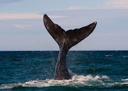 Southern Right Whale, Peninsula Valdes