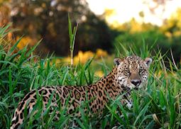 Jaguar — Pantanal, Brazil