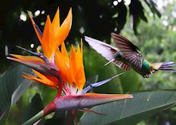 Feeding Hummingbird, Costa Rica