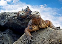 Land iguanas, Galapagos Islands