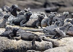 Marine iguanas, Galapagos Islands