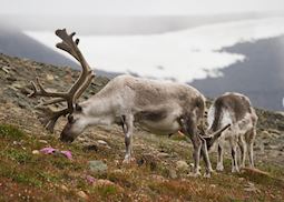 Reindeer in Svalbard, Norway