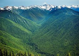Hurricane Ridge Olympic National Park