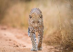 A leopard in the Kruger National Park, South Africa