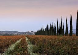 Châteauneuf-du-Pape, Provence