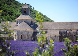 Lavender fields of Abbaye de Sénaque, Provence