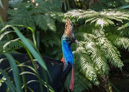 Cassowary in the Daintree rainforest