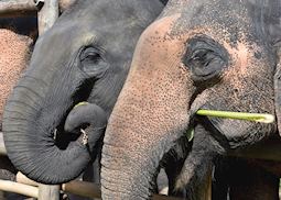 Elephant Sanctuary Visit - Half Day, Chiang Rai