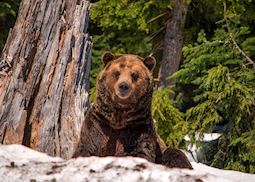 Grizzly bear, British Columbia