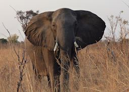 Hwange National Park, Hwange National Park