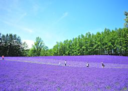 Furano lavender fields, Furano