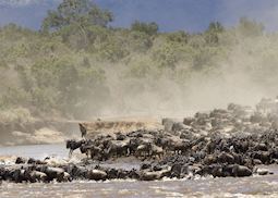 Wildebeest crossing the Mara River 