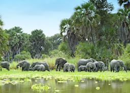 A herd of elephant in the Selous