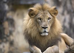 A stoic male lion in Ruaha National Park 