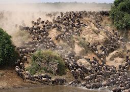 Wildebeest at the Mara River 