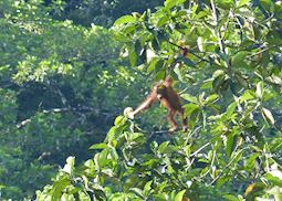 Orangutan, Deramakot Forest Reserve