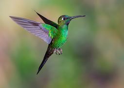 Ecuador