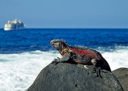 Marine iguana, Galapagos Islands