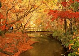 Changing Leaves, Beppu