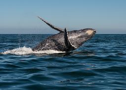 a Humpback whale, Hermanus