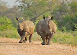 White rhino, Kruger National Park