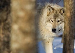 Grey wolf