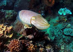 Cuttlefish, Sulawesi, Indonesia