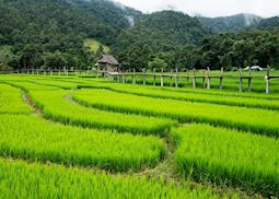 Rice fields near Pai