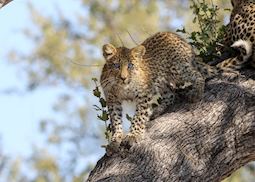 A blue-eyed leopard cub in the Okavango Delta