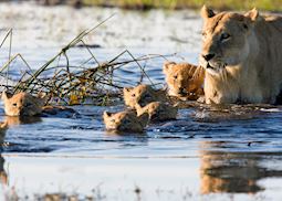 Swimming lion cubs in the Okavango Delta, Botswana
