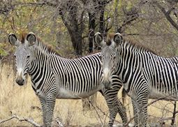 Grévy's zebra in northern Kenya