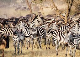 Zebra, Tanzania