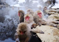 Japanese macaques warming up in a hot spring