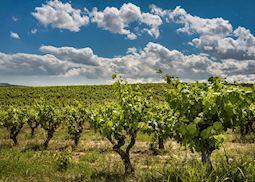 Vineyard, Penedès