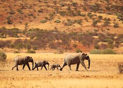 Elephant, Etosha National Park