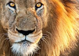 A lion in the Kruger National Park