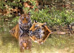 A mother tiger with her adolescent cub in Bandhavgarh National Park