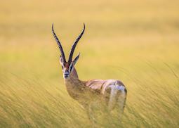 Lone male Grant's gazelle in southern Kenya