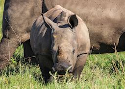 Young white rhino, Lewa wilderness conservancy 