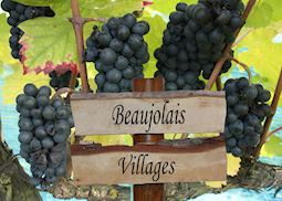 Beaujolais grapes, France