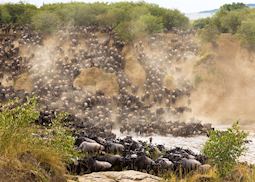 Wildebeest cross the Mara River during their Great Migration