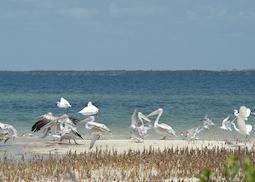 Pelicans and egrets on the Watamu coast