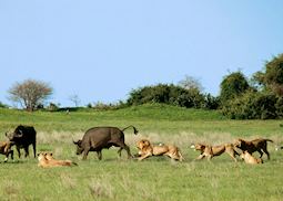 Lion hunting buffalo in the Duba Concession