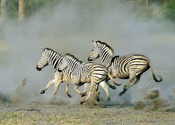 Zebra kicking up the dust